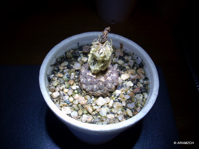 glabrescens