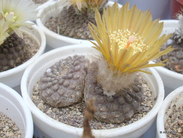 T. fankhauseri