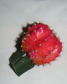Foto 2.JPG
