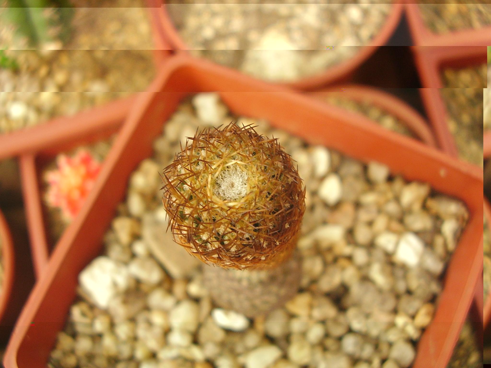 Duripulpa-sp.JPG