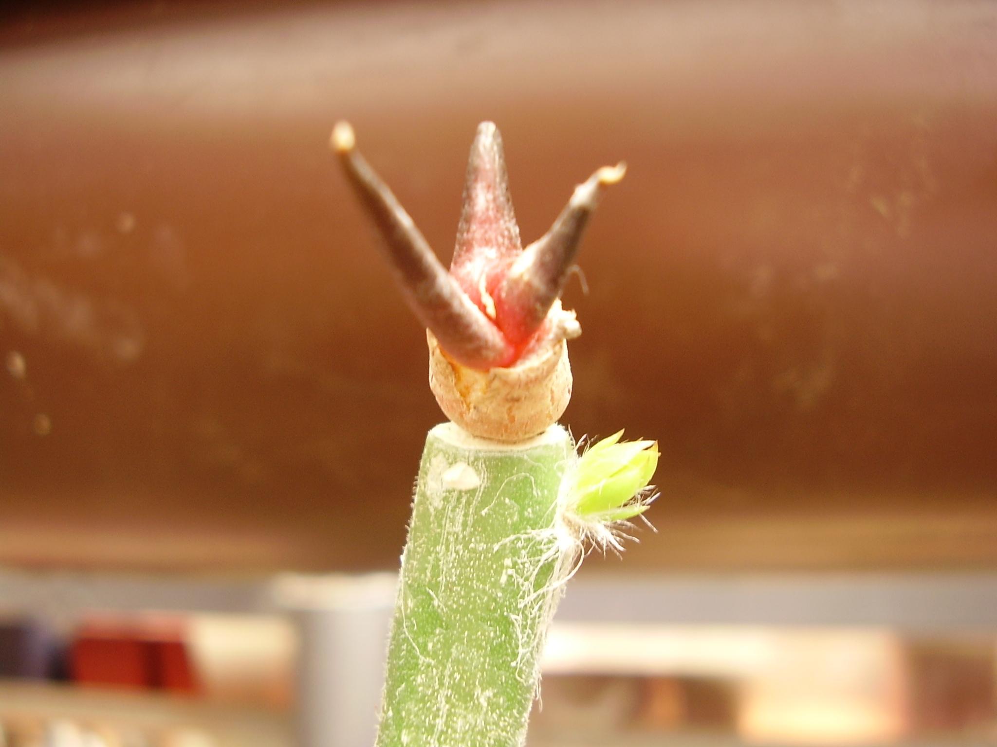 ArioFisuratus.JPG