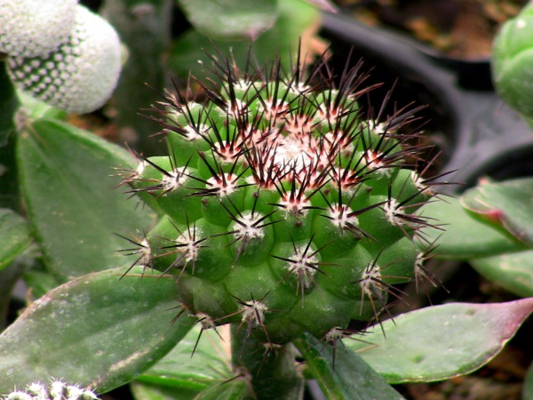 guanillos.jpg