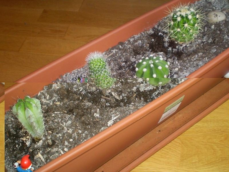 Que os parece estas plantas juntas en la jardinera. gracias