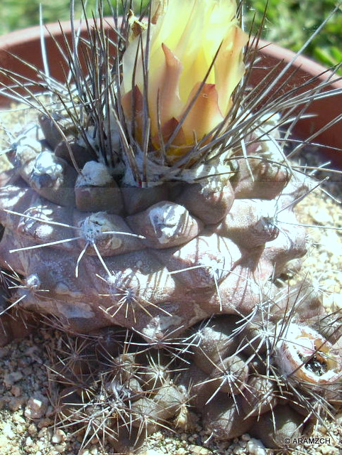 C.aff.esmeraldana02.JPG