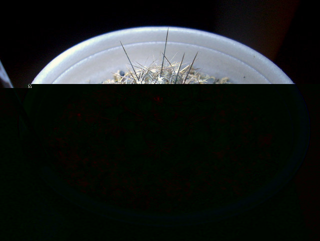 C.aff.esmeraldana00.JPG
