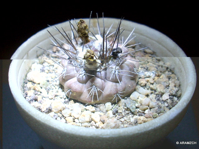 C.mollicula.JPG