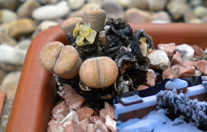 En la esquina de abajo se ve como estaban hace unos días, unos cuarenta días empapados con temperaturas de hasta -10ºC y todavía sigue vivo alguno. Increible