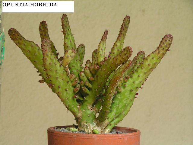 opuntia horrida