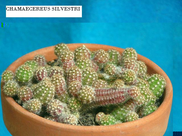 chamacereus silvestri