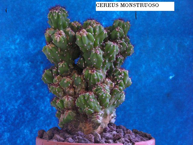 cereus peruviano monstruoso