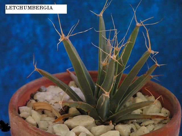 letchumbergia principis