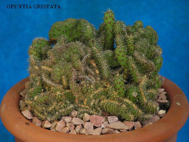 opuntia cristata