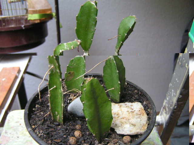 PICT0171.JPG