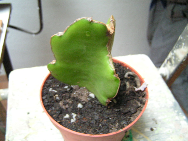 PICT0172.JPG