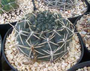 Imagen-314.jpg