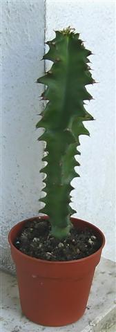 euphorbia.jpg