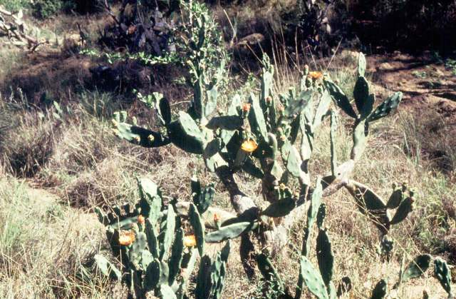 opuntia_paraguayensis.jpg