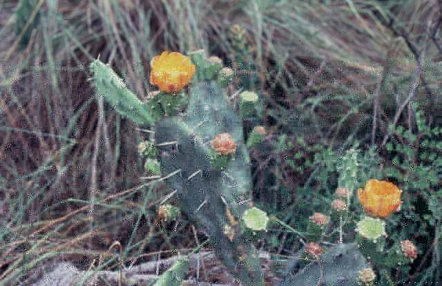 opuntia_spec.jpg