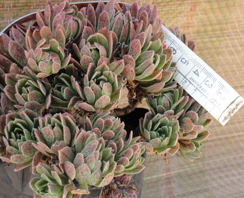 Aeonium01.jpg