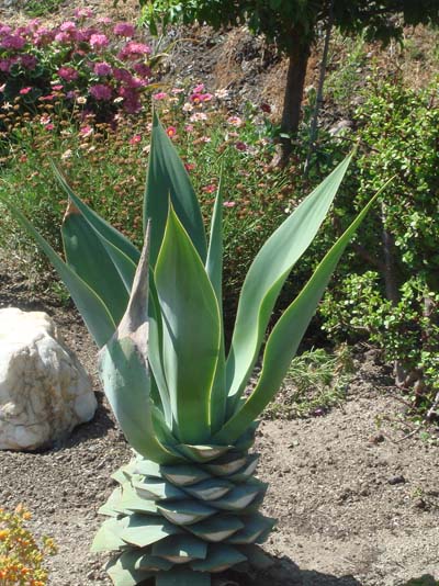 Esta es la planta en enero del 2009, luego de haber resistido las heladas del invierno anterior