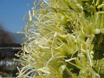 Agave_atenuata03.jpg