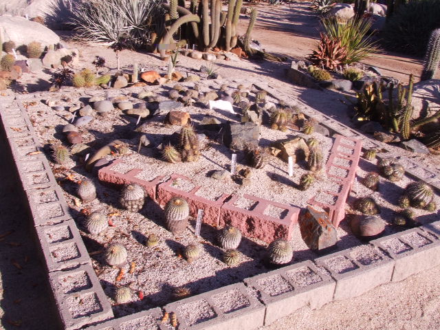 ESTE ES UNA PARTE DEL SECTOR DE COPIAPOAS. AQUI SE PUEDEN VER COPIAPOA SOLARIS, LONGISTAMINEA, COLUMNA ALBA, ATACAMENSIS, CALDERANA, LEONENSIS, VARISPINATA, COQUIMBANA, LONGISPINA, AUSTRALIS, DEALBATA Y OTRAS MAS