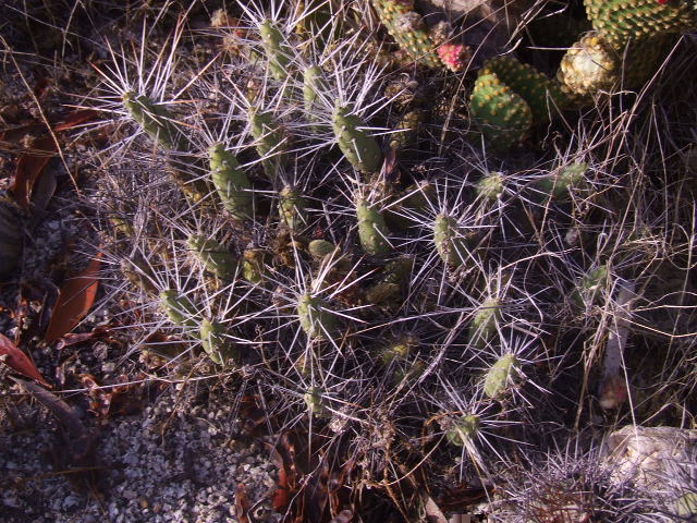 Opuntia sp. alguien la conoce?