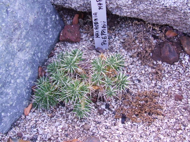 Maihuenia poeppigi