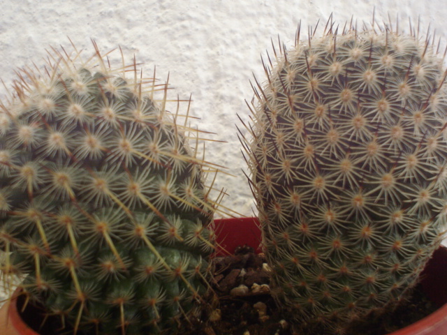 Son la misma? Por qué tienen las espinas diferentes, una dos y la otra una?