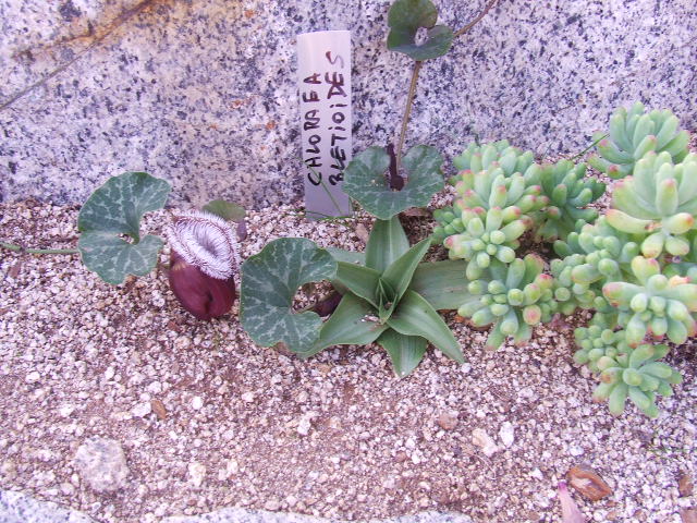 DSCF8619.JPG