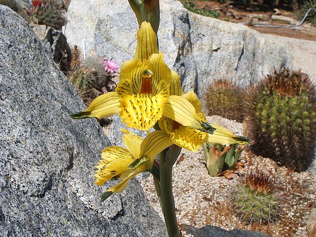 Chloraea sp Sierra bellavista 20 10 060001 a.jpg