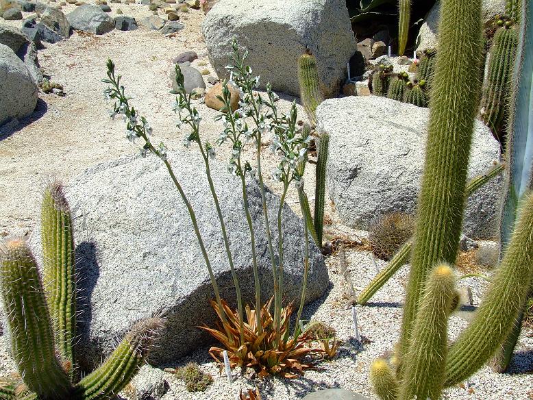 DSCF1676 a.jpg