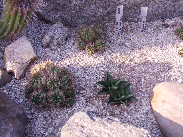 DSCF8621.JPG