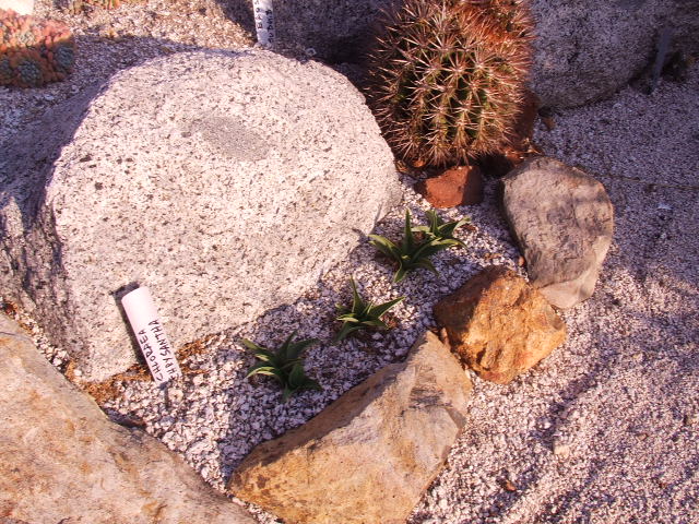 DSCF8625.JPG