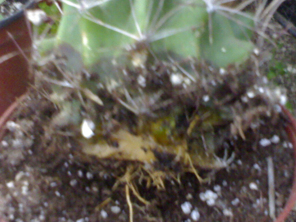 alejandra 2008425.jpg