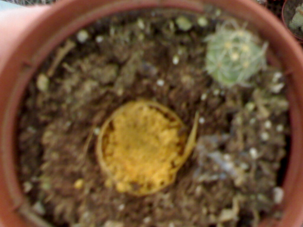alejandra 2008420.jpg
