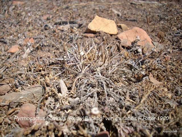 Pyrrh. horridus &quot;minor&quot;