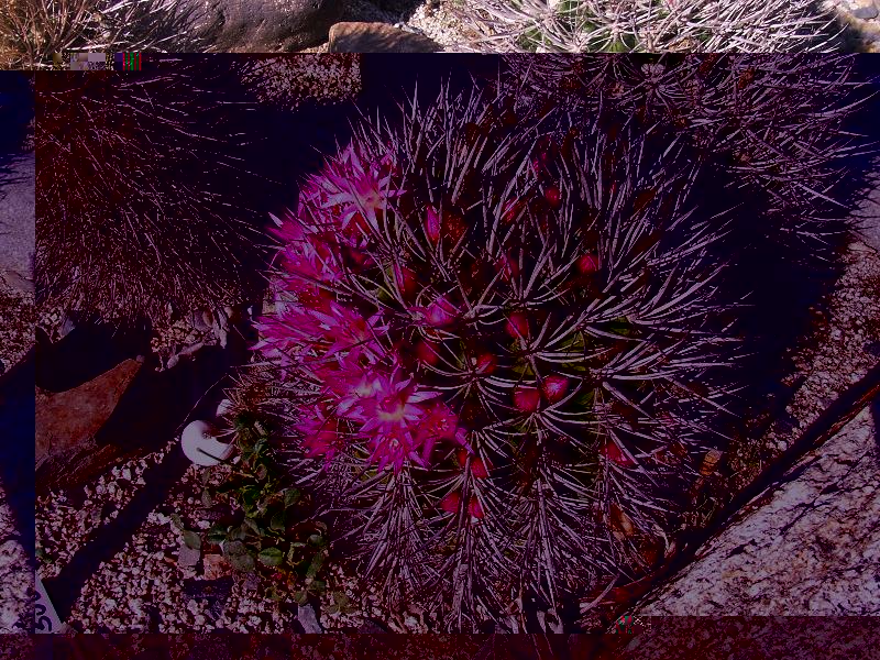 N. nigrihorrida, alrededores de Coquimbo