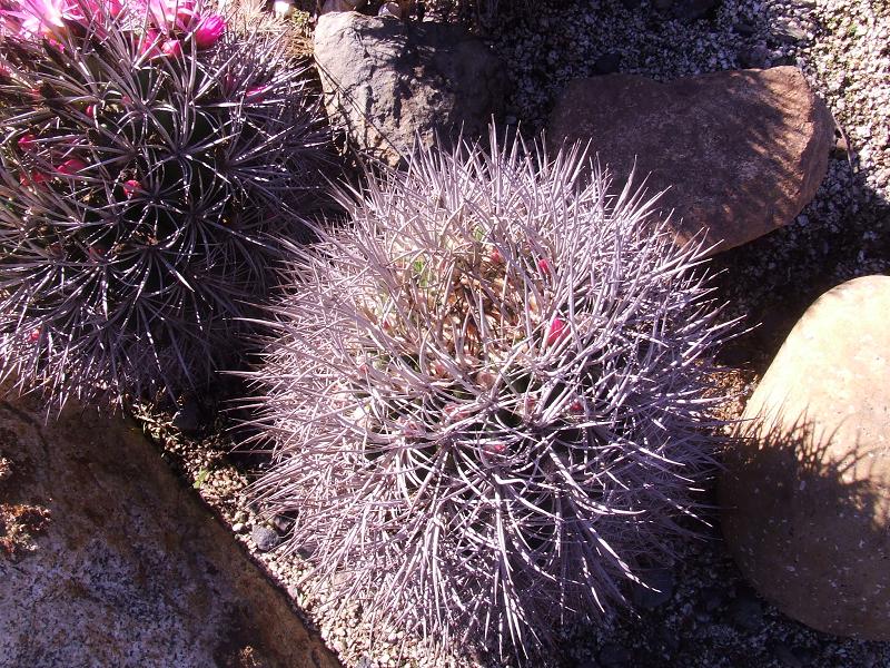 N. nigrihorrida, alrededores de Coquimbo