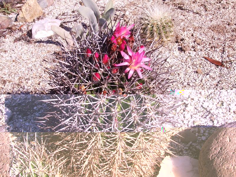 N. nigrihorrida, la Serena