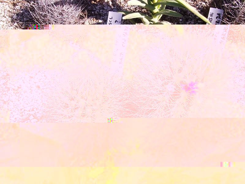N. nigrihorrida o clavata?