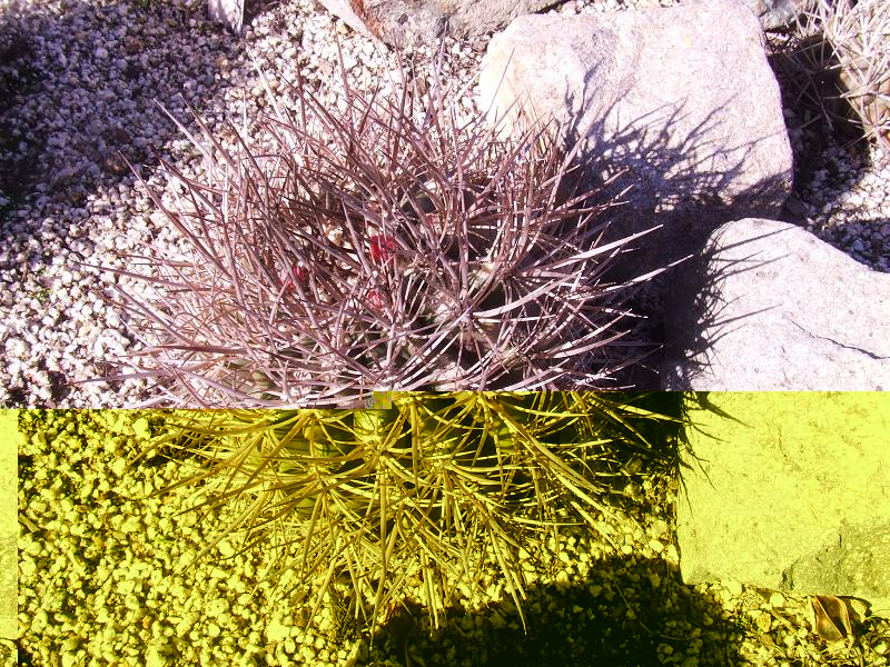 N. clavata de cultivo, 6 años