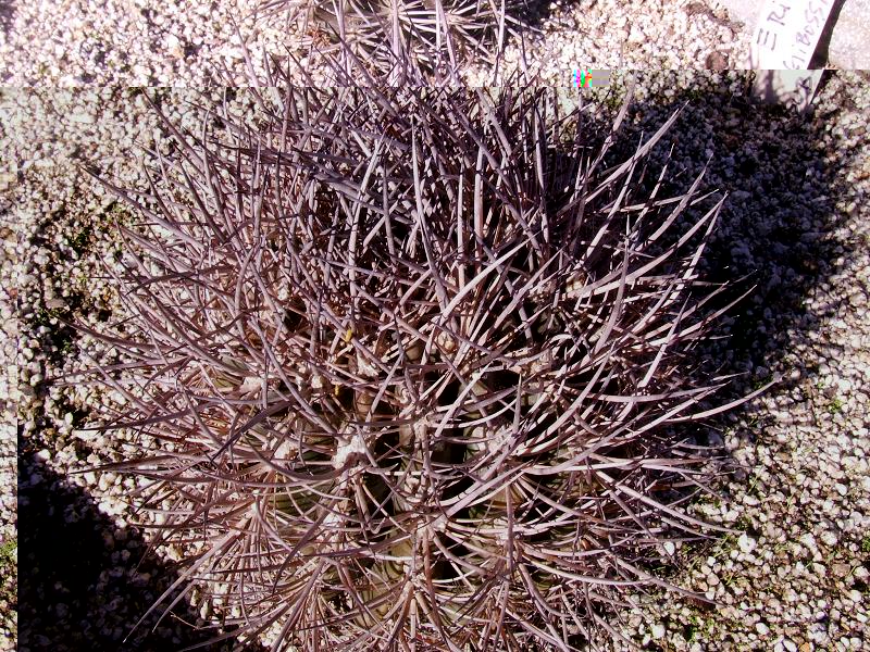N. clavata de cultivo, 6 años