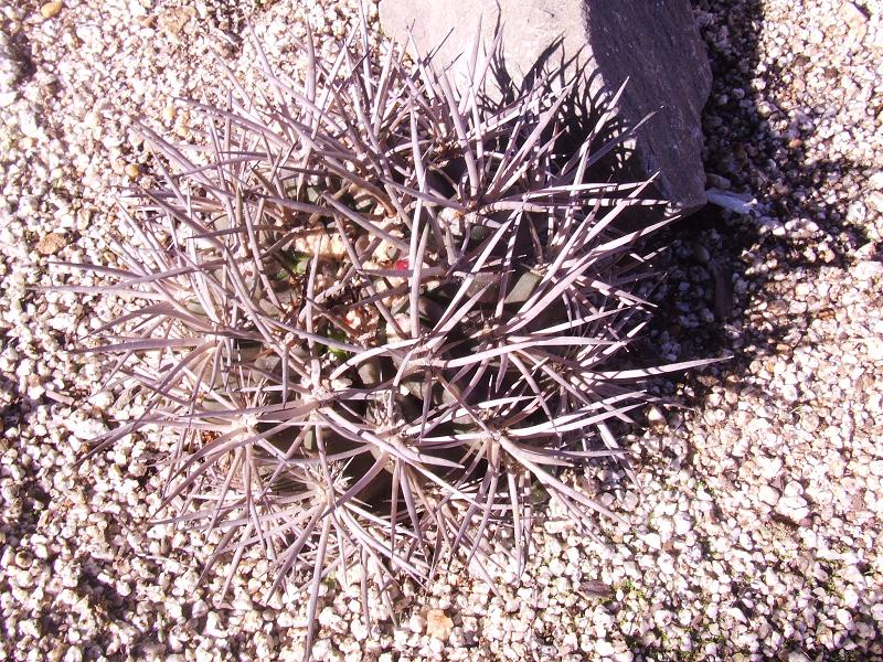 N. clavata de cultivo, 6 años