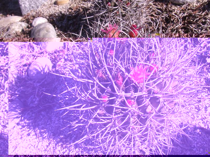 N. clavata de cultivo, 8 años