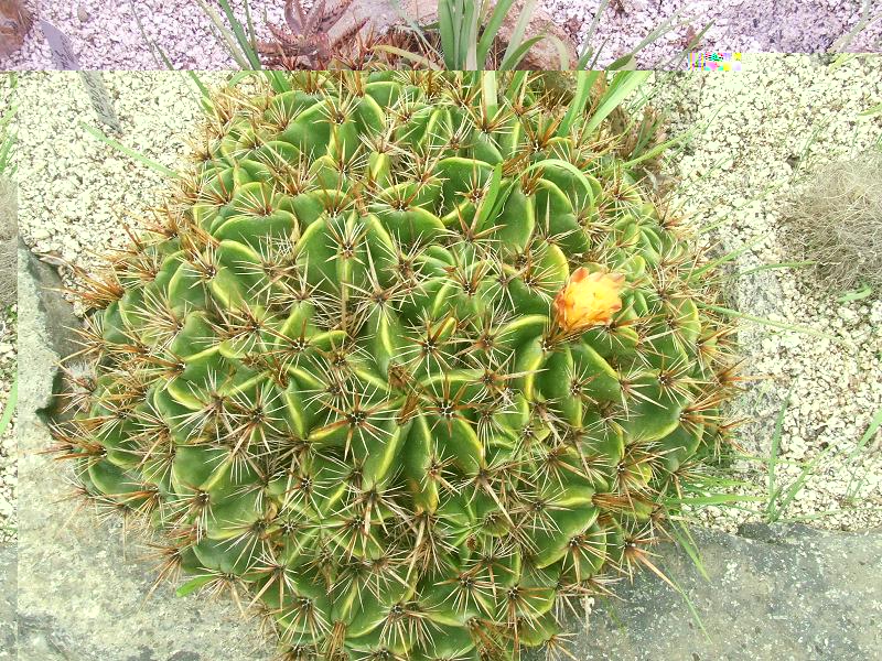 Ferocactus robustus