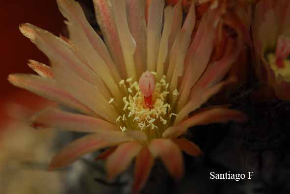 eriosyce sp1.jpg