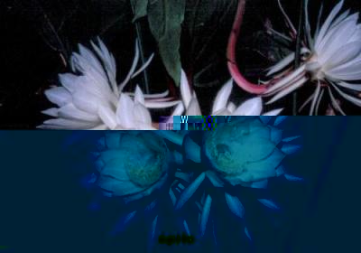epiphyllum Oxipetalum