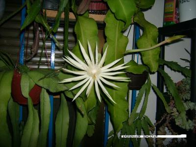 strictum