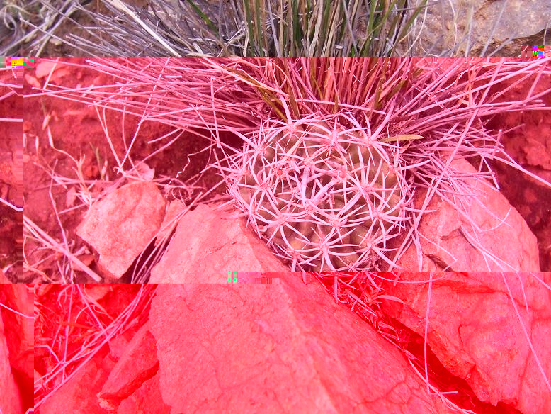 Pequeño Pyrrhocactus creciendo entre las piedras